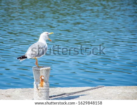 One seagull sitting on the pier and poses to me. Very nice close up photo of wild seabird with space for text.