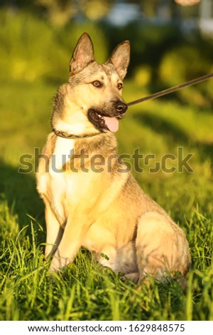 beautiful gray dog on green grass, a husky cross