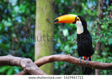 The Toucan with yellow beak