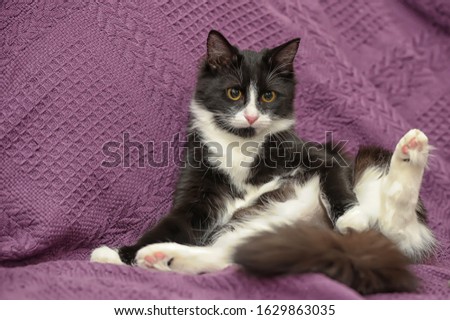 beautiful black with white fluffy cat on a purple background
