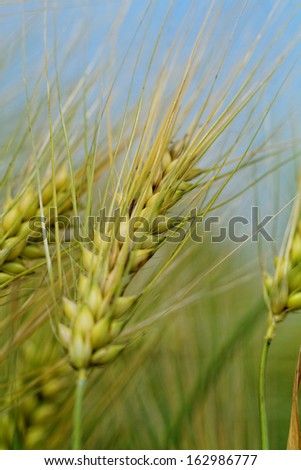 Green and yellow wheat on a grain field in spring  (macro photo)