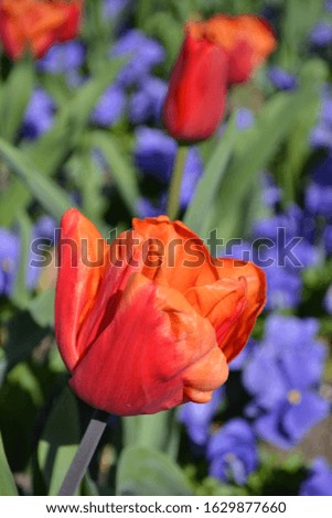 Vibrant orange red poppy against a soft focus green and lilac background