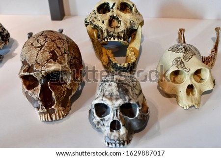 Models of skulls. Fake for teaching lessons about anthropology, archaeology, biology, and other sciences. Skulls are of different primates. Royalty-Free Stock Photo #1629887017