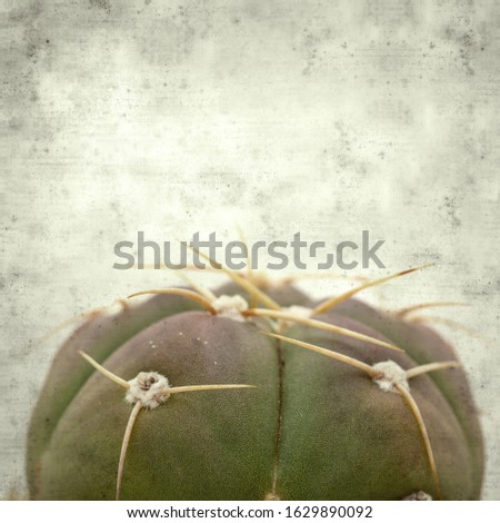 textured stylish old paper background, square, with small green cactus
