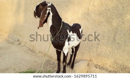 It is a high breed of goat whose color is white and red which stands on the ground
