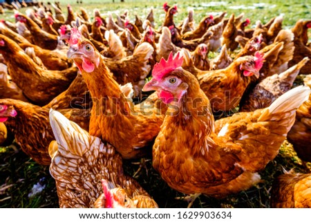 group of chicken at a farm - photo