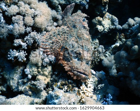 Scuba dive at Ras Umm Sid in Egypt : Predatory camouflaged tassled scorpionfish on a rock
