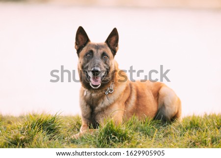 Malinois Dog Sit Outdoors In Grass. Belgian Sheepdog Are Active, Intelligent, Friendly, Protective, Alert And Hard-working. Shepherd, Belgium, Chien De Berger Belge Dog. Royalty-Free Stock Photo #1629905905