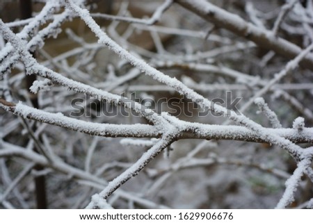 Beautiful large verka and branches of mulberry, apple tree, trees decorated with soft snow with bright hoarfrost and beautiful snowflakes in winter.