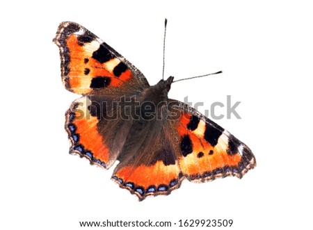 Small tortoiseshell (Aglais urticae L.) butterfly with open wings against white background Royalty-Free Stock Photo #1629923509