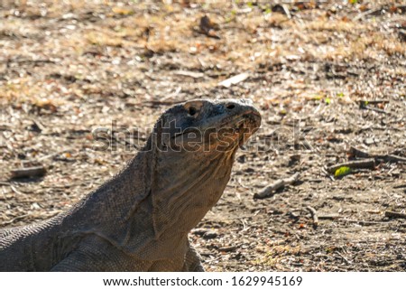 Close up on a head of a gigantic, venomous Komodo Dragon roaming free in Komodo National Park, Indonesia. The dragon is fixated on its pray, follows the scent. Dangerous animal in natural habitat