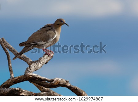 A white-winged dove perches on a branch in Saguaro National Park, Arizona.