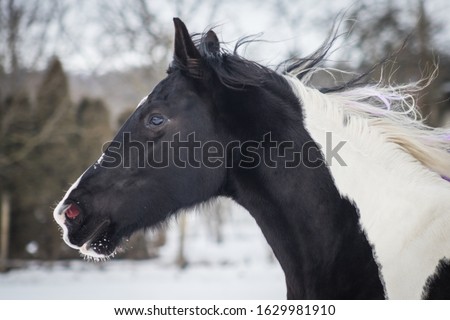 amazing portrait of young and happy  black and white barock pinto horse in the snow