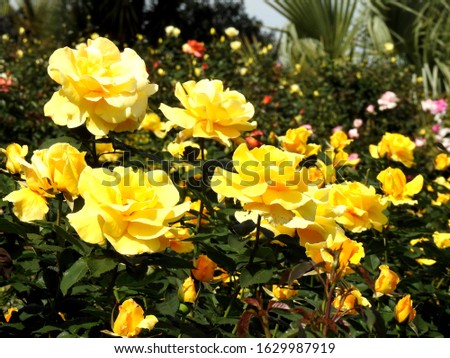 
Yellow roses blooming in the garden					