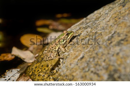 Lonely frog on a rock in water, ready to jump. Extremadura, Spain