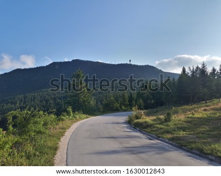 Big pine forest on the Alps in national park