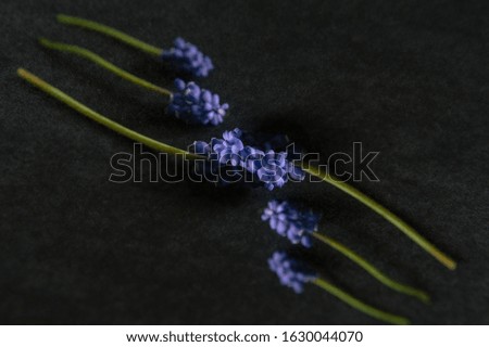 purple hyacinth, wildflowers touching spiritual connection