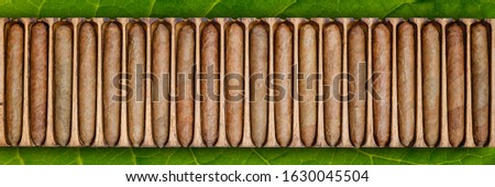 Cigars in wooden box on green tobacco leaf background, banner. Cigar manufacturing in vintage traditional scale tools, top view. Old box with handmade cigars in wooden humidor.  Royalty-Free Stock Photo #1630045504