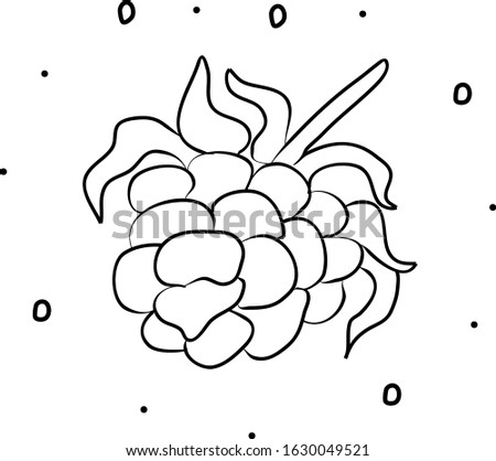 Raspberries hand drawing coloring page. Modern doodle contour illustration black
