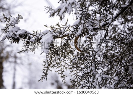spruce in the snow close-up, winter background, fir tree snow winter, Picture of winter trees with snow and blue sky