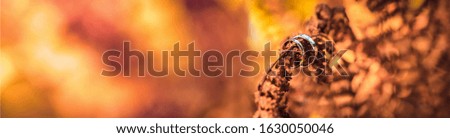 Wedding rings on a tree branch. Panorama, banner