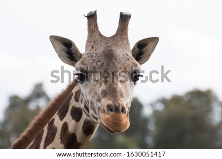 wildlife and giraffe portrait photography
