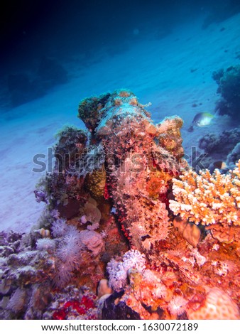 Underwater photography collection inn the Red Sea, Egypt.