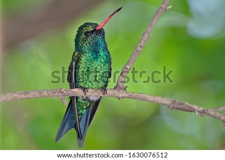 Green red-billed hummingbird perched on a branch and resting.