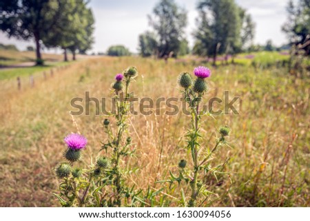 Portrait of pink-purple flowering spear thistle or Cirsium vulgare plants in the foreground of a Dutch landscape in the summer season.