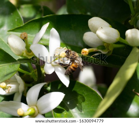 Honey bee pollinating citrus blossom.
