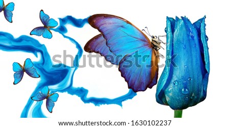 blues mood. blue tulip in drops of water on an abstract blue background. abstract blue pattern and tulip flower. bright tropical morpho butterfly on a beautiful tulip flower.