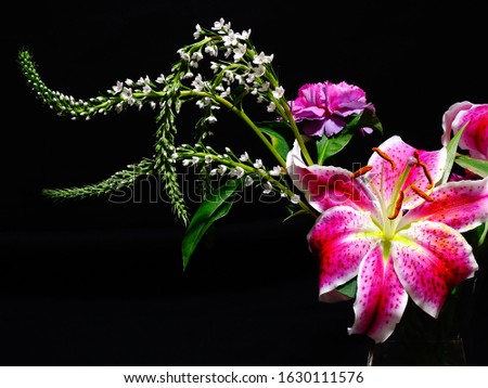 Beautiful Stargazer Lilly in Full Bloom with Black Background
