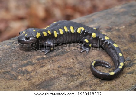 Spotted salamander adult macro portrait