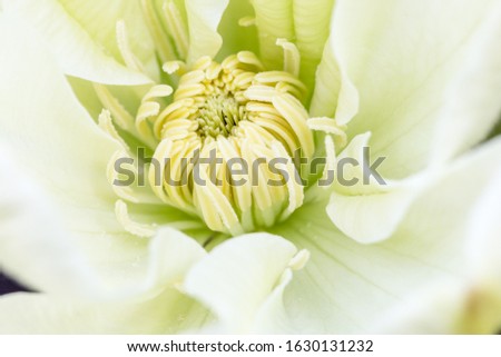 Middle of beautiful flower clematis close-up, macro, shallow depth of field