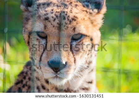 A closeup landscape shot of a cheetah with green blurred in the background