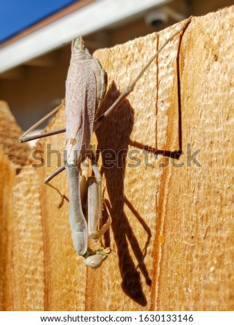A picture of a gray Carolina Praying Mantis facing down on a cedar wood dog eared fence.