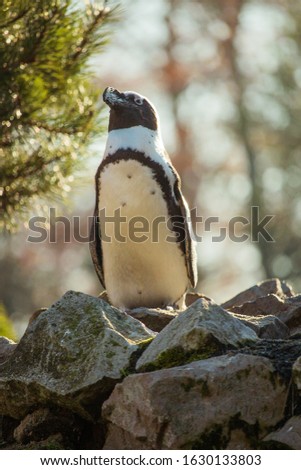A closeup vertical shot of a black and white penguin on the rock with a blurry forest in the background