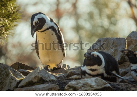 A landscape shot of a three black and white penguins resting on the rock with a blurry forest in the background