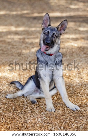 German Shepherd puppy male. Off-leash dog park in Northern California.
