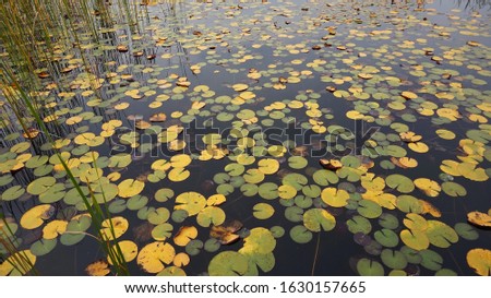 Yellow and green lotus leaf in lake. daejeon city Arboretum, korea.