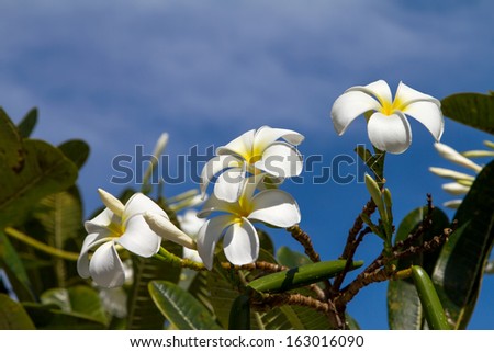 Frangipani, White flower on blue sky background