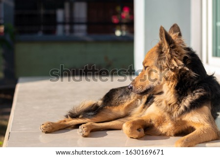 Close up picture of guard dog sitting and sleeping with blurred house background, Thai dog, Watchdog concept
