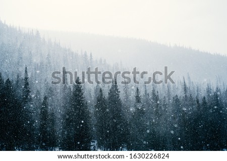 A lapse in an intense blizzard outlines the layers of trees at Rocky Mountain National Park in Colorado. Royalty-Free Stock Photo #1630226824