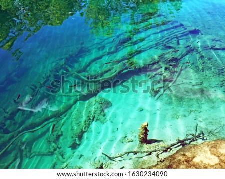 Flora and fauna of Plitvice Lakes National Park or nacionalni park Plitvicka jezera, UNESCO natural world heritage - Plitvica, Croatia (Kroatien / Croazia / Hrvatska)