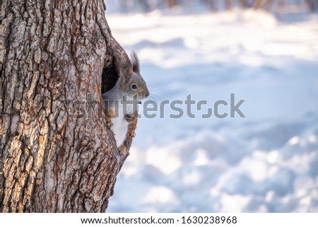 Squirrel in winter looking out of a hollow tree. Eurasian red squirrel, Sciurus vulgaris
