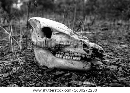 a Black and white shot of an animal skull on the ground