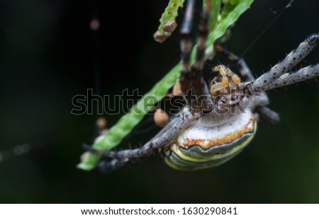 golden silk orb weaver spider on the web