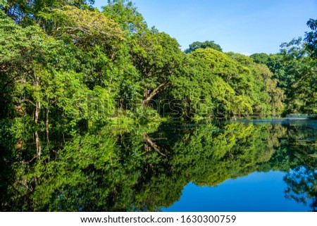 Green tropical trees on a lake with reflection, Tanzania, east Africa