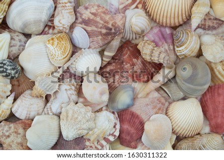Many colorful  seashells as background
