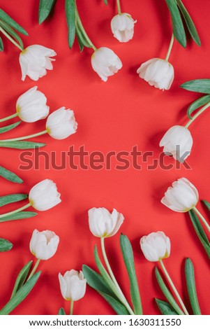 Top view of white tulips pattern on red background with blank mockup copy space frame. Valentines, woman day concept.